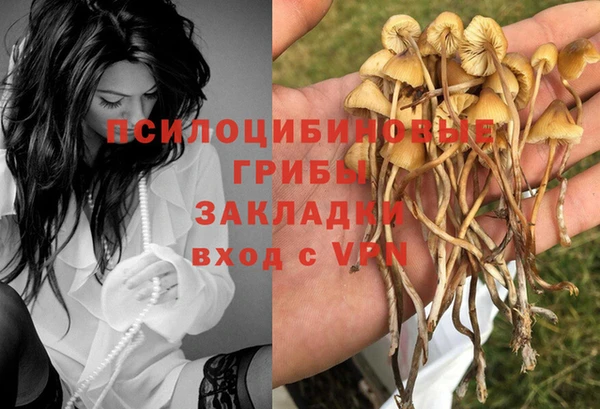 стаф Осинники